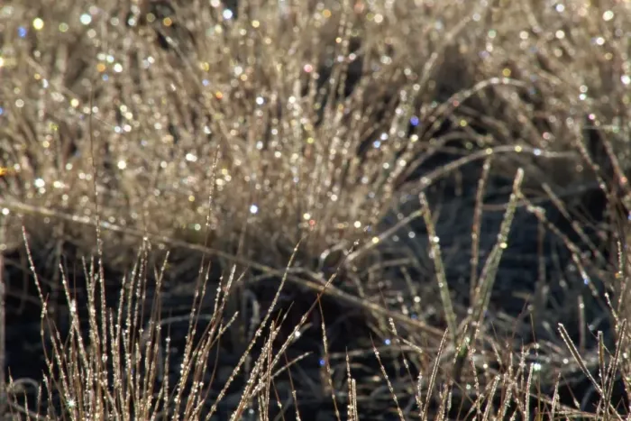 Framed Print : Frosted sagebrush at dawn Framed Print : Frosted sagebrush at dawn
