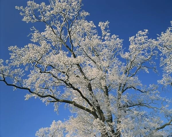 Frosty branches and blue sky at Thorney near Peterborough, Cambridgeshire