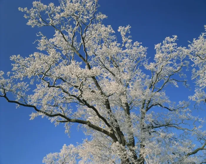 Framed Print : Frosty branches and blue sky at Thorney near Peterborough, Cambridgeshire Framed Print : Frosty branches and blue sky at Thorney near Peterborough, Cambridgeshire