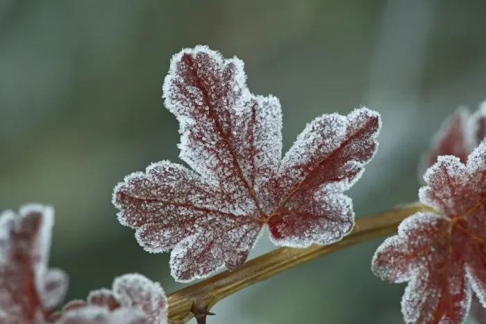 Framed Print : Frosty leaf Framed Print : Frosty leaf