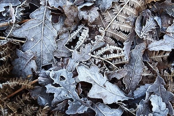 Frosty leaves including oak and bracken in Old Spring Wood near Summerbridge, North Yorkshire, England, United Kingdom, Europe