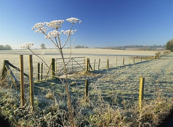 Frosty rural landscape, frozen umbellifer and frost covered fields on a clear winters morning in rural Surrey, Puttenham, Surrey, England, United