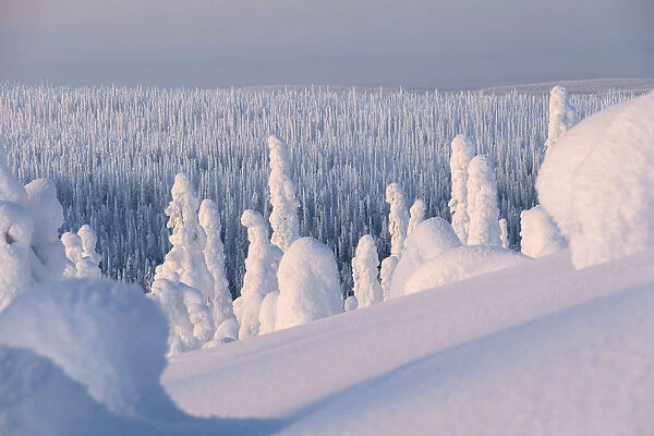Frozen forest, Riisitunturi National Park, Posio, Lapland, Finland, Europe