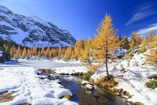 Frozen Lake Mufule framed by larches and snow in autumn, Malenco Valley, Province of Sondrio