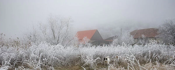 Frozen scene in winter, Romania, Europe