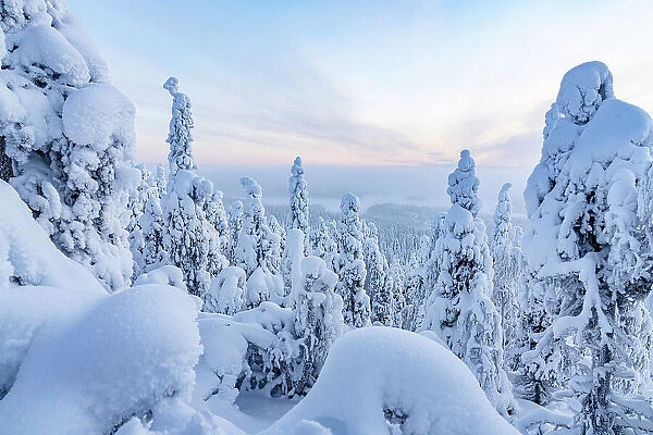 Frozen snowy forest in winter, Oulanka National Park, Ruka Kuusamo, Lapland, Finland, Europe