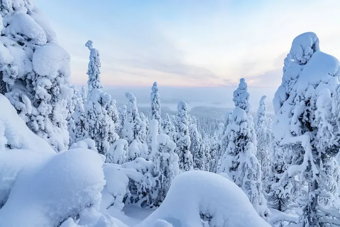 Framed Print : Frozen snowy forest in winter, Oulanka National Park, Ruka Kuusamo, Lapland, Finland, Europe Framed Print : Frozen snowy forest in winter, Oulanka National Park, Ruka Kuusamo, Lapland, Finland, Europe
