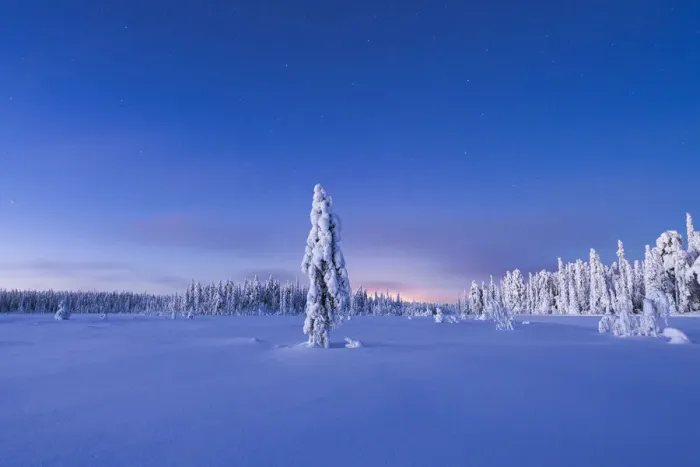 Framed Print : Frozen spruce tree in the snow under the starry sky at dusk, Lapland, Finland, Europe Framed Print : Frozen spruce tree in the snow under the starry sky at dusk, Lapland, Finland, Europe
