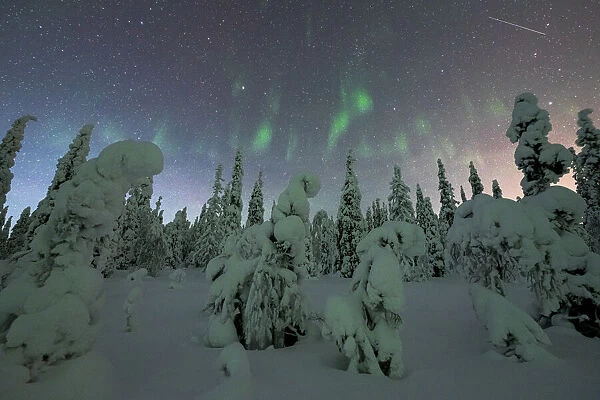 Frozen spruce trees covered with snow lit by Northern Lights (Aurora Borealis) in winter, Iso Syote, Lapland, Finland, Europe
