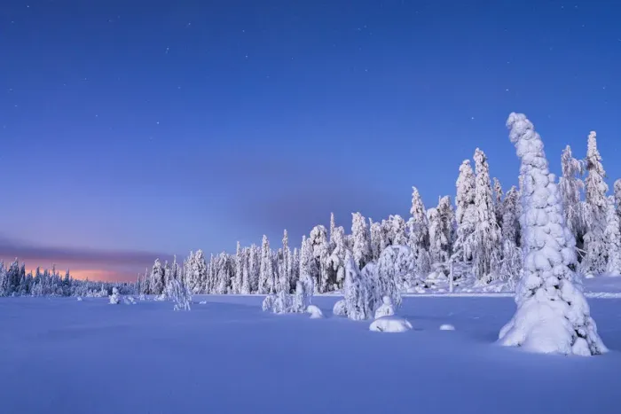 Framed Print : Frozen spruce trees covered with snow during winter dusk, Lapland, Finland, Europe Framed Print : Frozen spruce trees covered with snow during winter dusk, Lapland, Finland, Europe