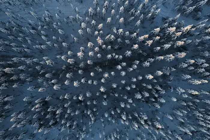Framed Print : Frozen spruce trees in the snowcapped forest during the arctic winter, aerial view, Lapland, Finland, Europe Framed Print : Frozen spruce trees in the snowcapped forest during the arctic winter, aerial view, Lapland, Finland, Europe