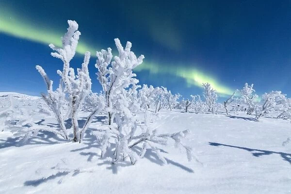 Frozen trees covered with snow under the Northern Lights (Aurora Borealis), Abisko