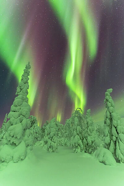 Frozen trees under the dance of the Northern Lights (Aurora Borealis) in a starry night, Pallas-Yllastunturi National Park, Muonio, Lapland, Finland, Europe