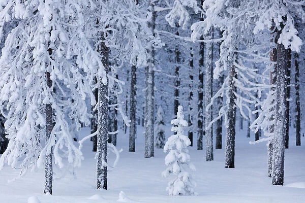 Frozen trees in the snow capped forest, Sodankyla, Lapland, Finland, Europe