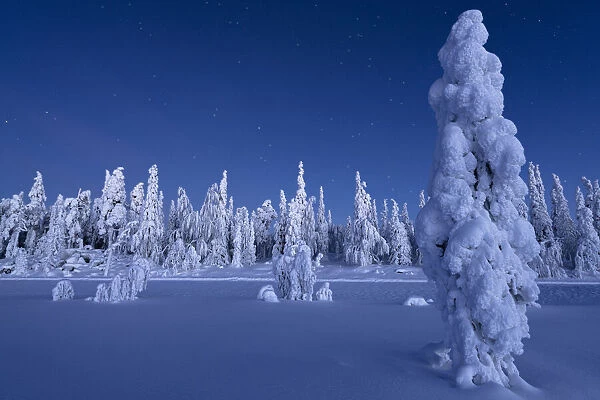 Frozen trees in the snowcapped forest under the stars at twilight, Lapland, Finland, Europe