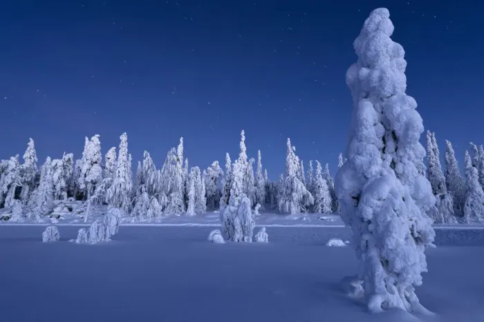 Framed Print : Frozen trees in the snowcapped forest under the stars at twilight, Lapland, Finland, Europe Framed Print : Frozen trees in the snowcapped forest under the stars at twilight, Lapland, Finland, Europe