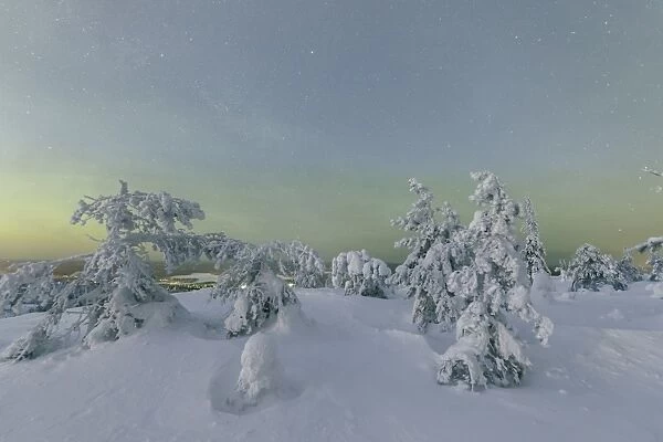 Frozen trees in snowy woods framed by starry sky in the cold polar night, Ruka, Kuusamo