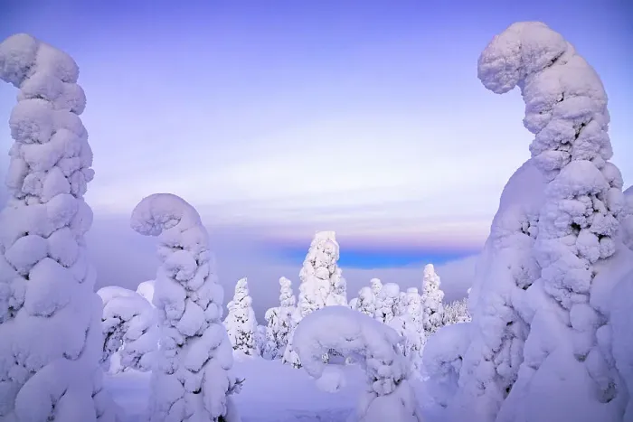 Framed Print : Frozen trees wrapped in snow, Oulanka National Park, Ruka Kuusamo, Lapland, Finland, Europe Framed Print : Frozen trees wrapped in snow, Oulanka National Park, Ruka Kuusamo, Lapland, Finland, Europe