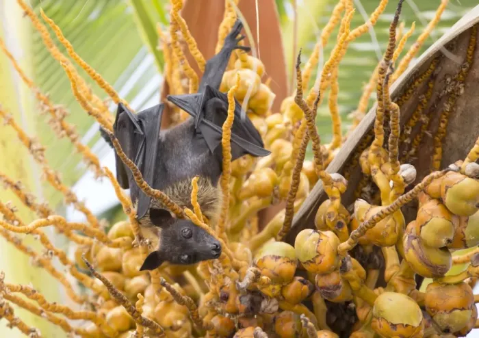 Framed Print : Fruit bat in palm tree, Dhuni Kolhu, Baa Atoll, Republic of Maldives, Indian Ocean, Asia Framed Print : Fruit bat in palm tree, Dhuni Kolhu, Baa Atoll, Republic of Maldives, Indian Ocean, Asia