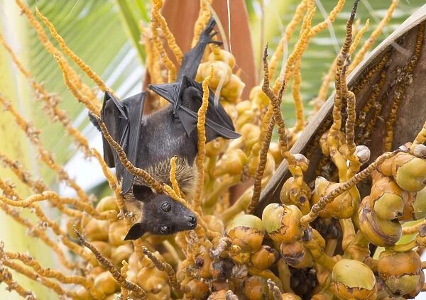 Fruit bat in palm tree, Dhuni Kolhu, Baa Atoll, Republic of Maldives, Indian Ocean, Asia