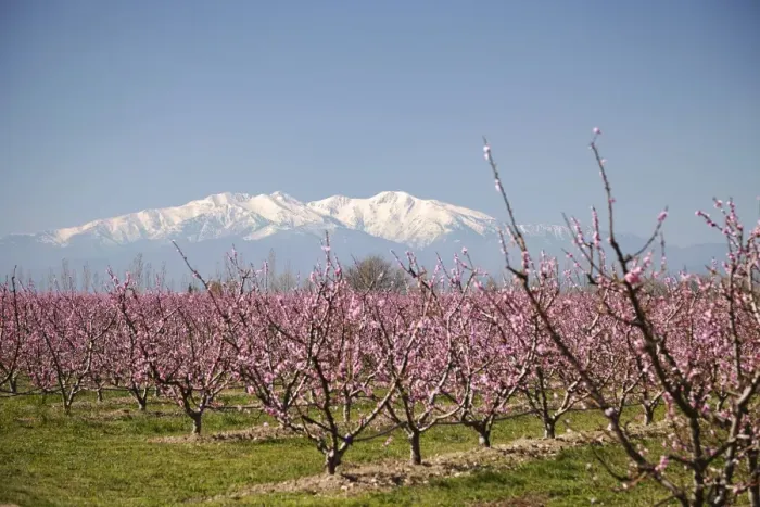 Framed Print : Fruit blossom, Mount Canigou, Pyrenees Oriental, Languedoc-Roussillon, France, Europe Framed Print : Fruit blossom, Mount Canigou, Pyrenees Oriental, Languedoc-Roussillon, France, Europe