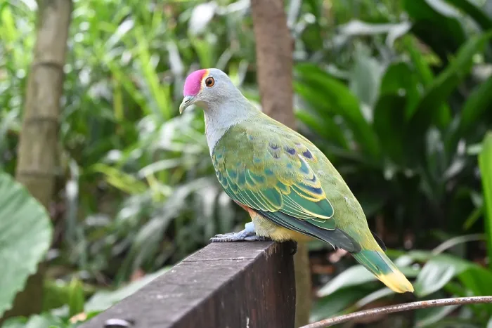Framed Print : Fruit Dove at Tarronga Zoo, Singapore