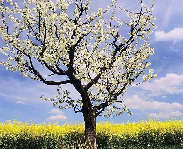Fruit tree blossom and rape field in spring, Neidlinger Tal Valley, Swabian Alb, Baden Wurttemberg, Germany, Europe