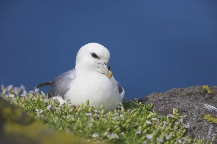 Framed Print : Fulmar, Fulmarus glacialis Framed Print : Fulmar, Fulmarus glacialis