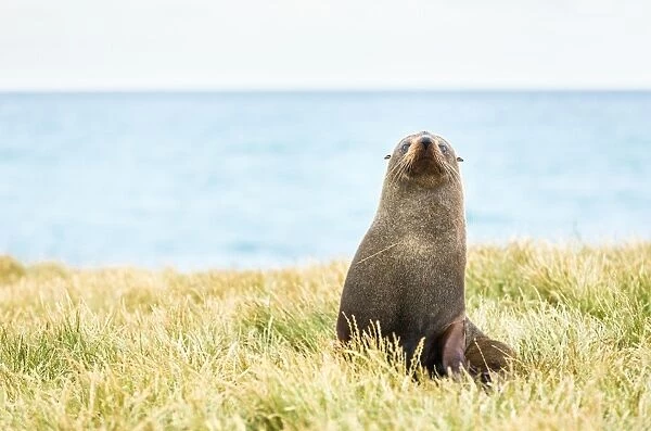 Fur seal (Arctocephalus forsteri), Moeraki, South Island, New Zealand, Pacific