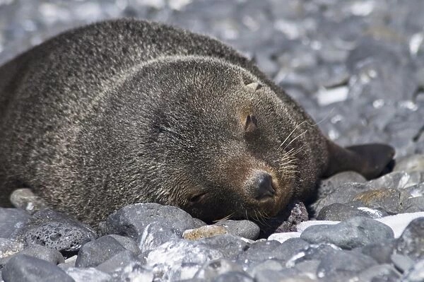 Fur seal at Brown Bluff, Antarctic Peninsula, Antarctica, Polar Regions