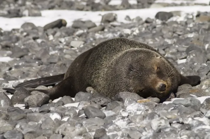 Framed Print : Fur seal at Brown Bluff, Antarctic Peninsula, Antarctica, Polar Regions Framed Print : Fur seal at Brown Bluff, Antarctic Peninsula, Antarctica, Polar Regions