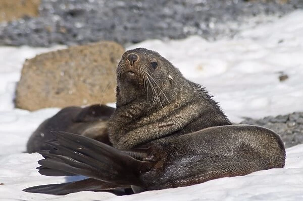 Fur seal at Brown Bluff, Antarctic Peninsula, Antarctica, Polar Regions