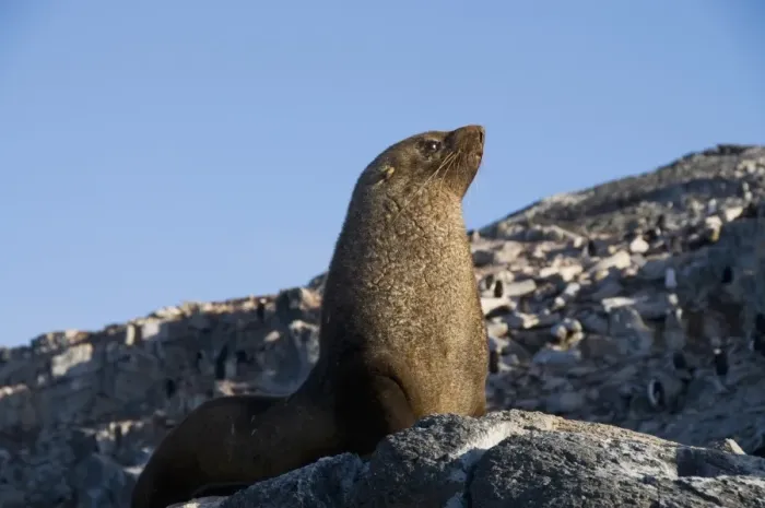 Framed Print : Fur seal, Gourdin Island, Antarctic Peninsula, Antarctica, Polar Regions Framed Print : Fur seal, Gourdin Island, Antarctic Peninsula, Antarctica, Polar Regions