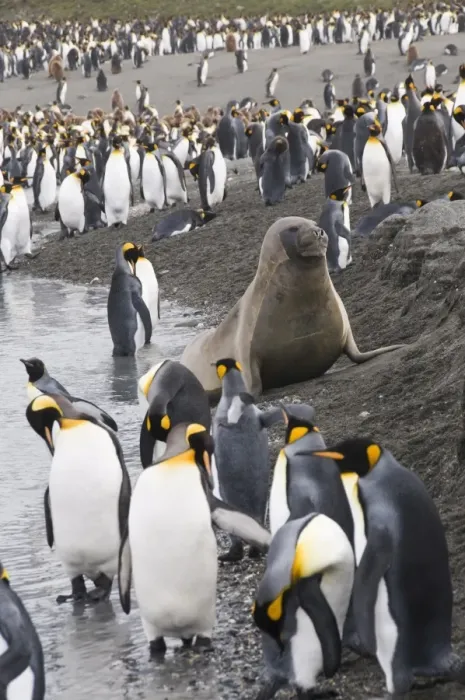 Framed Print : Fur seal and king penguins, St. Andrews Bay, South Georgia, South Atlantic Framed Print : Fur seal and king penguins, St. Andrews Bay, South Georgia, South Atlantic