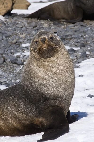 Fur seals at Brown Bluff, Antarctic Peninsula, Antarctica, Polar Regions
