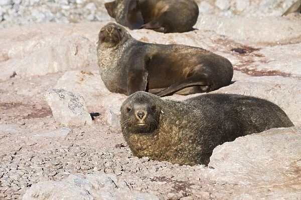 Fur seals, Gourdin Island, Antarctic Peninsula, Antarctica, Polar Regions