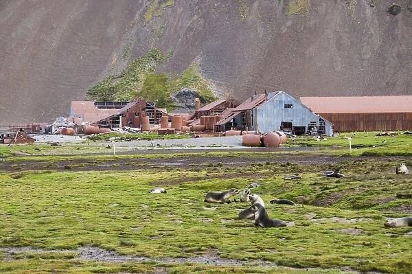 Fur seals in front of Old Whaling station at Stromness Bay, South Georgia, South Atlantic