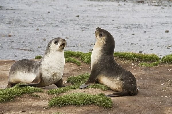 Fur seals, Stromness Bay, South Georgia, South Atlantic