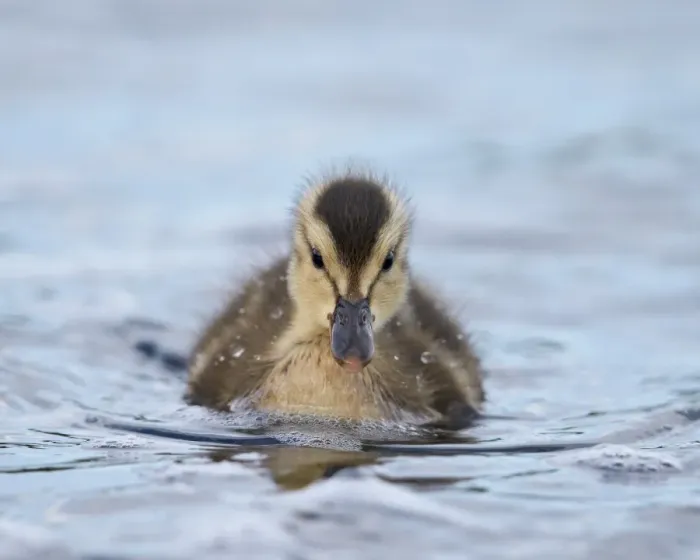 Framed Print : Gadwall (Anas strepera) duckling swimming, Lake Myvatn, Iceland Framed Print : Gadwall (Anas strepera) duckling swimming, Lake Myvatn, Iceland