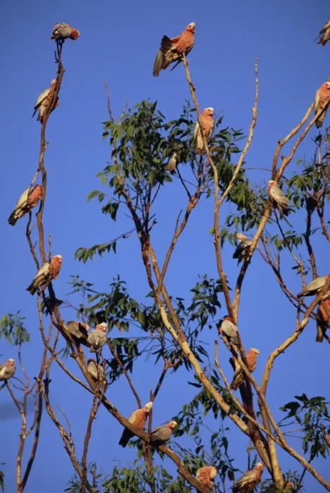 Framed Print : Galahs, Cacatua roseicapilla, Batchelor, Northern Territory, Australia, Pacific Framed Print : Galahs, Cacatua roseicapilla, Batchelor, Northern Territory, Australia, Pacific