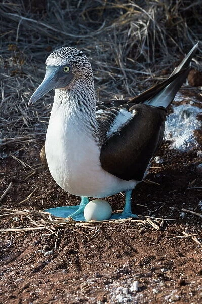 Galapagos blue-footed booby (Sula nebouxii excisa), North Seymour Island, Galapagos, UNESCO World Heritage Site, Ecuador, South America