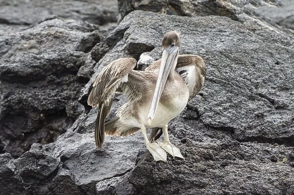 Galapagos brown pelican (Pelecanus occidentalis urinator), Genovesa Island, Galapagos, UNESCO World Heritage Site, Ecuador, South America