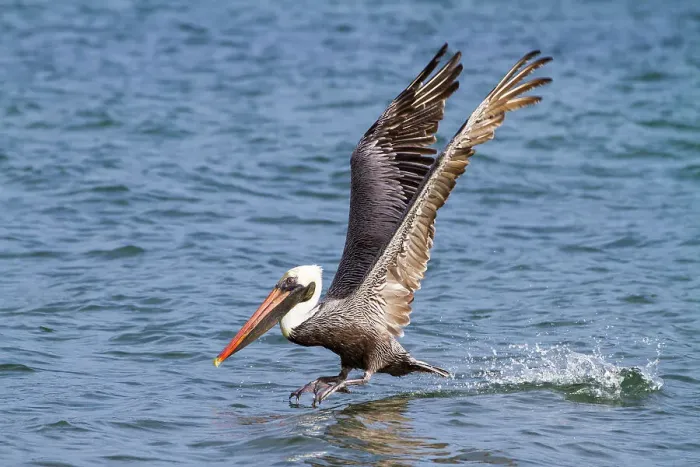 Framed Print : Galapagos brown pelican (Pelecanus occidentalis urinator) feeding in the Galapagos Island Archipelago, UNESCO World Heritage Site, Ecuador, South America Framed Print : Galapagos brown pelican (Pelecanus occidentalis urinator) feeding in the Galapagos Island Archipelago, UNESCO World Heritage Site, Ecuador, South America