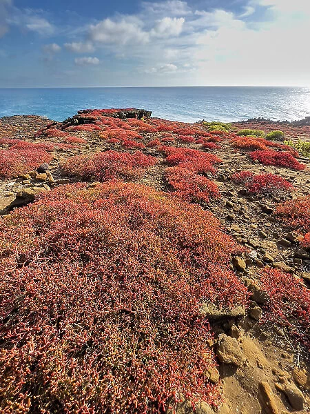 Galapagos carpet (Sesuvium edmonstonei), Punta Pitt, San Cristobal Island, Galapagos, UNESCO World Heritage Site, Ecuador, South America