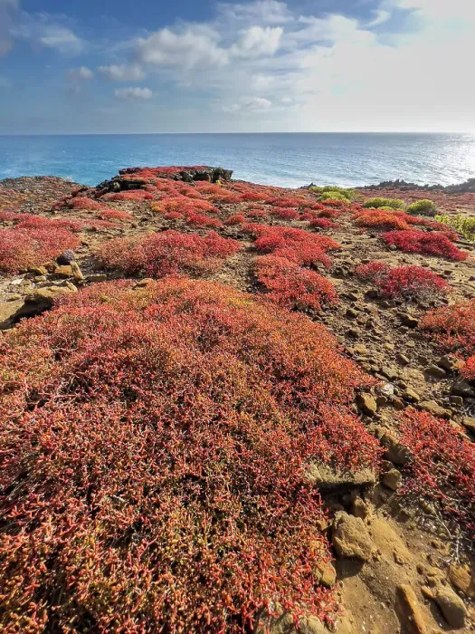 Framed Print : Galapagos carpet (Sesuvium edmonstonei), Punta Pitt, San Cristobal Island, Galapagos, UNESCO World Heritage Site, Ecuador, South America Framed Print : Galapagos carpet (Sesuvium edmonstonei), Punta Pitt, San Cristobal Island, Galapagos, UNESCO World Heritage Site, Ecuador, South America