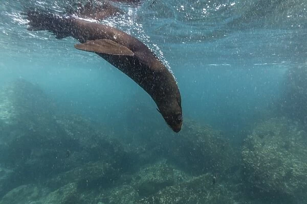 Galapagos fur seal (Arctocephalus galapagoensis) underwater at Isabela Island, Galapagos Islands, Ecuador, South America