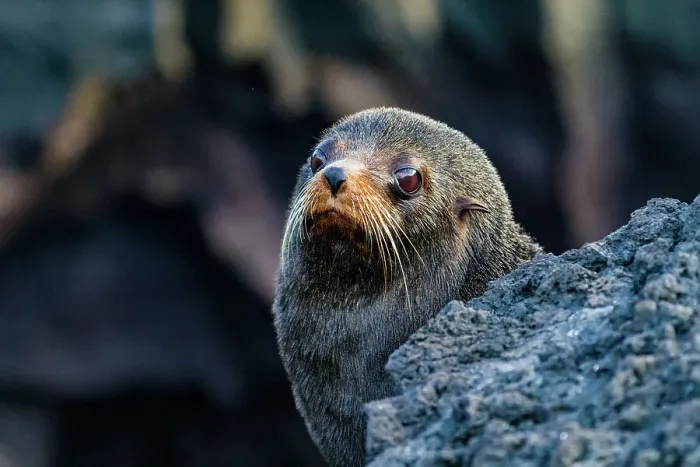 Framed Print : Galapagos fur seal (Arctocephalus galapagoensis) hauled out on lava flow in the Galapagos Islands, UNESCO World Heritage Site, Ecuador, South America Framed Print : Galapagos fur seal (Arctocephalus galapagoensis) hauled out on lava flow in the Galapagos Islands, UNESCO World Heritage Site, Ecuador, South America