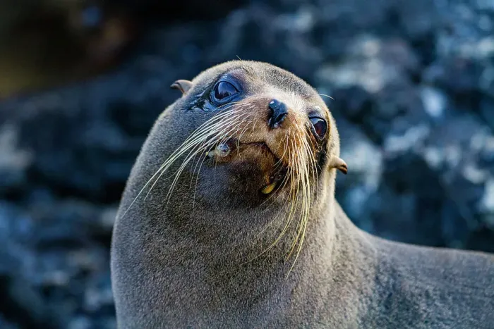Framed Print : Galapagos fur seal (Arctocephalus galapagoensis) hauled out on lava flow in the Galapagos Islands, UNESCO World Heritage Site, Ecuador, South America Framed Print : Galapagos fur seal (Arctocephalus galapagoensis) hauled out on lava flow in the Galapagos Islands, UNESCO World Heritage Site, Ecuador, South America
