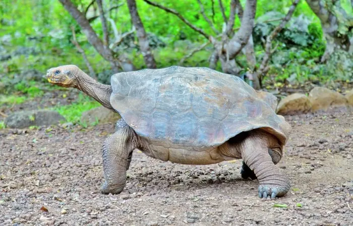 Framed Print : Galapagos Giant Tortoise (Chelonoidis chathamensis), can live for over 100 years, on San Cristobal island, Galapagos, UNESCO World Heritage Site, Ecuador, South America Framed Print : Galapagos Giant Tortoise (Chelonoidis chathamensis), can live for over 100 years, on San Cristobal island, Galapagos, UNESCO World Heritage Site, Ecuador, South America
