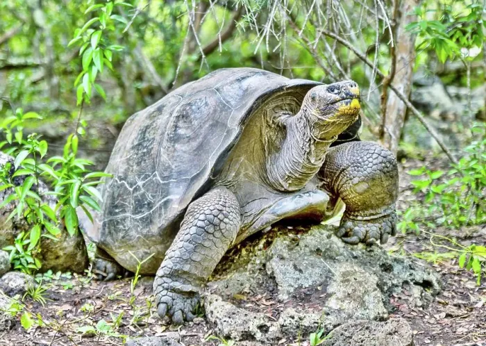 Framed Print : Galapagos Giant Tortoise (Chelonoidis chathamensis), can live for over 100 years, on San Cristobal island, Galapagos, UNESCO World Heritage Site, Ecuador, South America Framed Print : Galapagos Giant Tortoise (Chelonoidis chathamensis), can live for over 100 years, on San Cristobal island, Galapagos, UNESCO World Heritage Site, Ecuador, South America